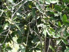 Diospyros mespiliformis