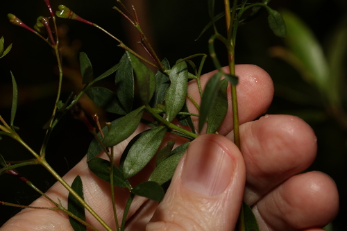Image of Boronia rivularis by (c) Greg Tasney, some rights reserved (CC BY-SA)