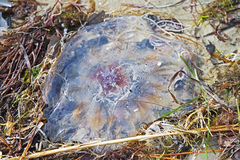 Cyanea versicolor
