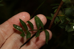 Boronia rivularis