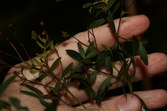 Boronia rivularis