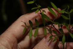 Boronia rivularis