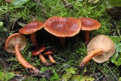 Lactarius badiosanguineus