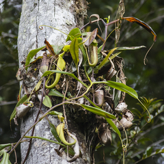 Nepenthes maxima