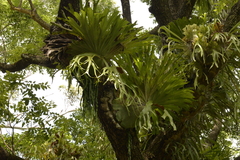 Platycerium superbum