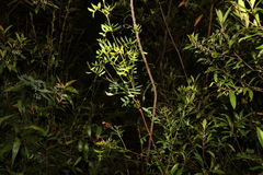 Boronia rivularis