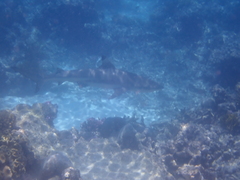 Carcharhinus melanopterus