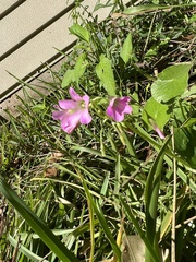 Oxalis debilis