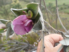 Podalyria hirsuta