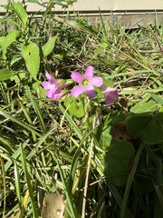 Oxalis debilis
