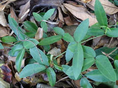 Tetrastigma formosanum