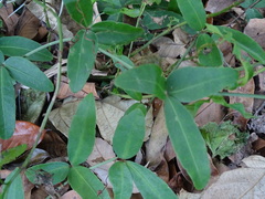 Tetrastigma formosanum
