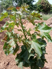 Jatropha curcas