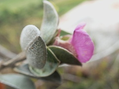 Podalyria hirsuta