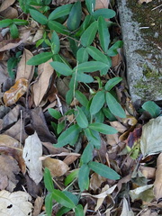 Tetrastigma formosanum