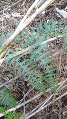 Pteridium caudatum