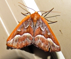 Caripeta aretaria