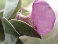 Podalyria hirsuta