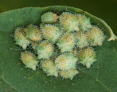 Arvelius albopunctatus