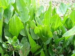 Echinodorus cordifolius