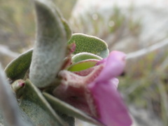 Podalyria hirsuta