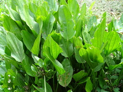 Echinodorus cordifolius