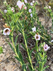 Lobostemon hottentoticus