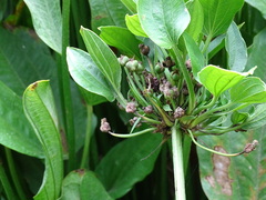 Echinodorus cordifolius