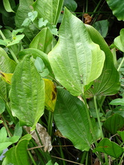 Echinodorus cordifolius