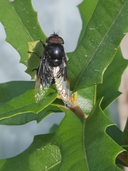 Copestylum violaceum