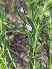 Lobostemon hottentoticus