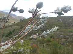 Podalyria hirsuta