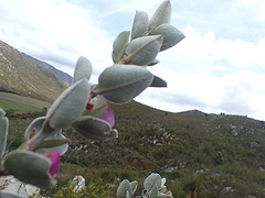 Podalyria hirsuta