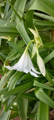Crinum