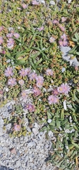 Drosanthemum parvifolium