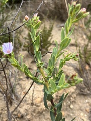 Lobostemon hottentoticus