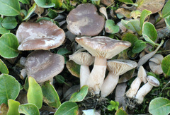 Lactarius nanus