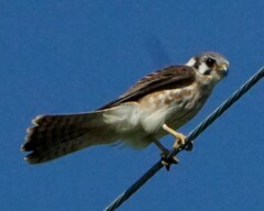 Falco sparverius sparverius