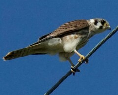 Falco sparverius sparverius