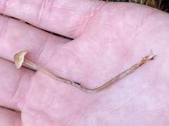 Baeospora