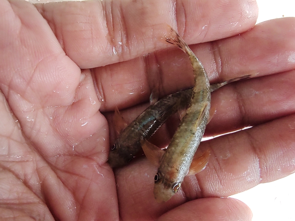 Balitora Minnow