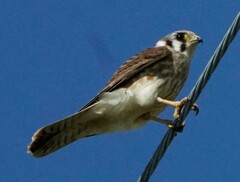 Falco sparverius sparverius