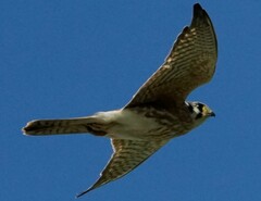 Falco sparverius sparverius