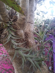 Tillandsia incarnata