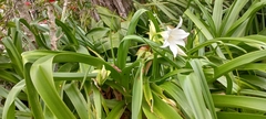 Crinum