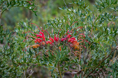 Grevillea bipinnatifida