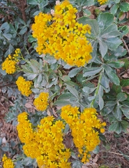 Senecio halimifolius