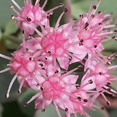 Hylotelephium sieboldii