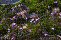 Utricularia multifida