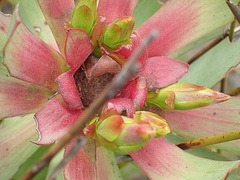 Leucadendron tinctum